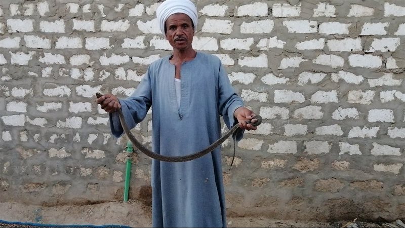 صائد الثعابين في