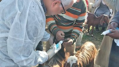 طب بيطري السويس يتابع سوق جنيفة ويرش الحيوانات ضد الطفيليات