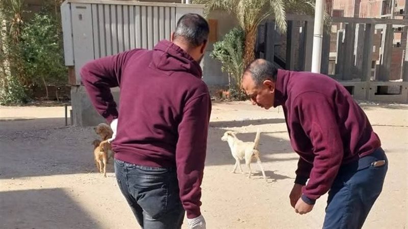شوارع قنا