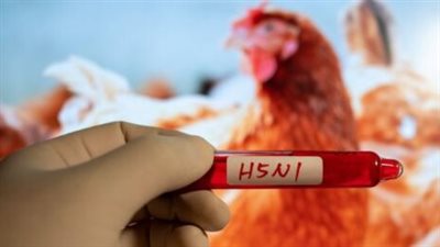 مخاوف من فيروس H5N1 في تشيناي.. المخاطر والأعراض ونصائح الوقاية