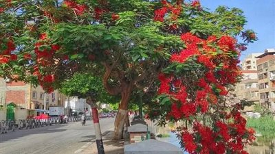 المجزرة الخضراء.. استياء واسع بين أهالي الزقازيق بعد قطع الأشجار التاريخية