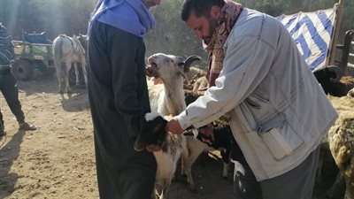 تحصين 221 ألف رأس ماشية ضد الحمى القلاعية بالغربية