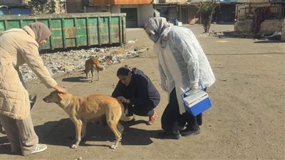 الطب البيطري يحاصر السعار في قرية خرسيت بطنطا بمحافظة الغربية 