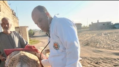  مديرية الطب البيطري بالإسماعيلية تكثِّف القوافل البيطرية المجانية بقرية السلا