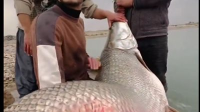 مشهد نادر يثير الدهشة.. صياد عراقي ينجح في اصطياد سمكة بوزن 116 كيلوجراماً