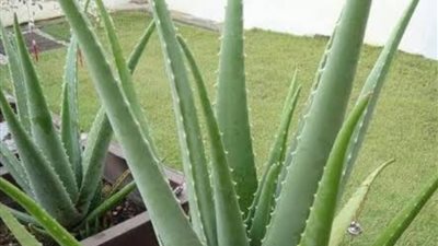 كيف تساعد نبتة منزلية شائعة في مكافحة ألزهايمر والحفاظ على الدماغ 	