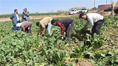 متحدث الزراعة: تفعيل كارت الفلاح يضمن وصول الدعم وحماية المحاصيل