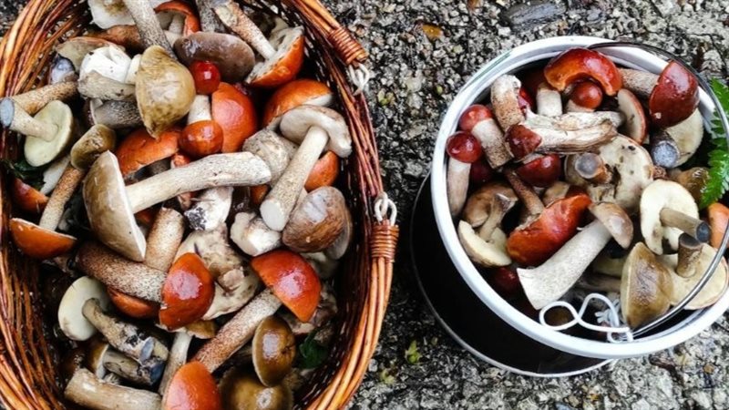 لدعم المناعة والغدة