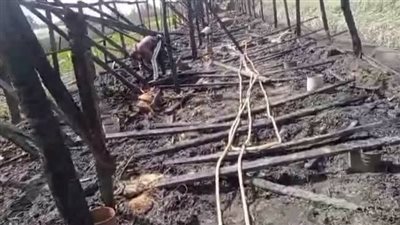 نفوق 5 آلاف دجاجة فب حريق بمزرعة بكفر القلشي بالمنوفية والخسائر بالملايين