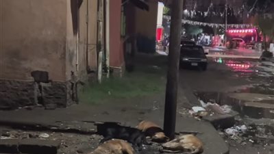 رئيس حي السويس يوجه بمراجعة كابلات الكهرباء بعد صعق كلاب ضالة