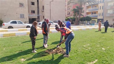 زراعة البوانسيانا والأكاسيا والفيكس ضمن خطة تجميل الإسماعيلية