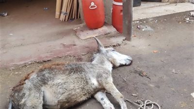 نفوق حمار صعقا بالكهرباء في شوارع شبرا النملة بمحافظة الغربية 