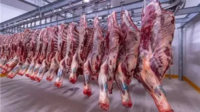 أسعار اللحوم والأضاحي أول أيام عيد الأضحى الأربعاء 27 مايو 2026 بالأسواق 