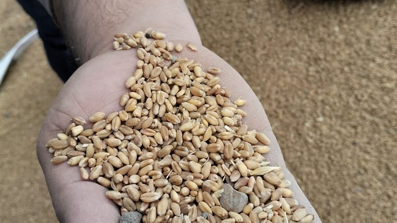 ضبط 60 طن قمح مخلوط