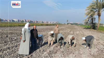 حقل قطن إرشادي بالفيوم لتعزيز الإنتاجية ونقل أحدث التوصيات الفنية