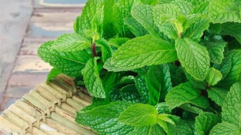حبة تهدئة أعصاب سحرية