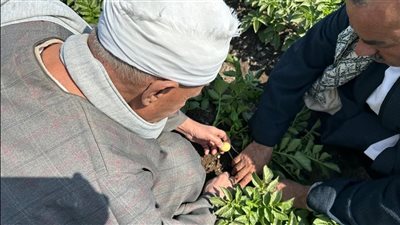 منتجي ومصدري الحاصلات البستانية ينفذ سلسلة حقول إرشادية للبطاطس بالمنيا