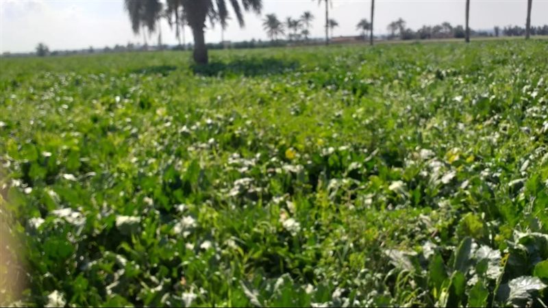 أرض زراعية