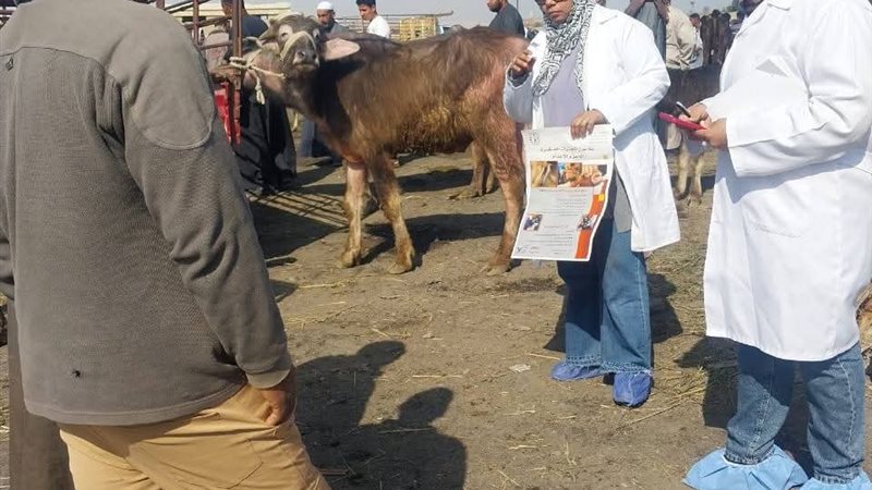 جانب من الحملة
