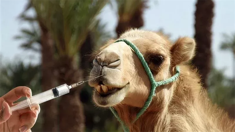 مسابقة جمال الإبل