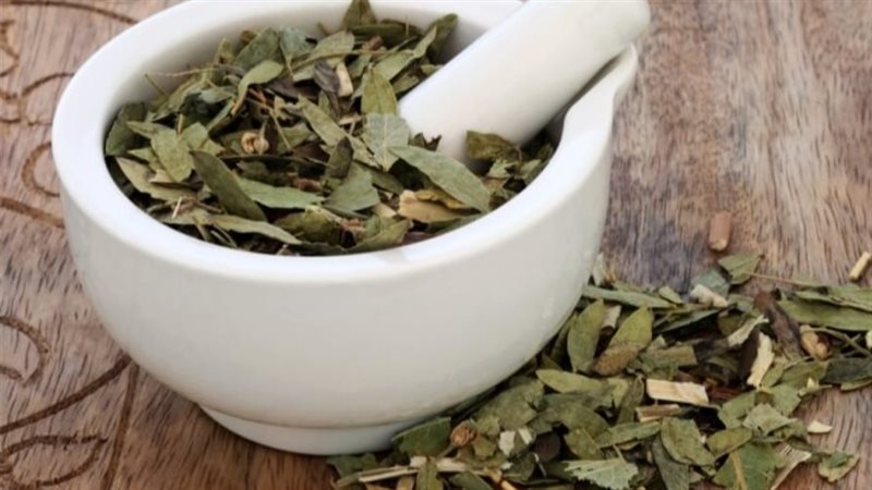 عشبة السنامكي