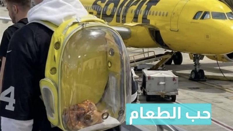 الدجاجة 