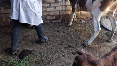 حملة بيطرية لتحصين الماشية وتوعية المربين بقرية الشلوفة في السويس