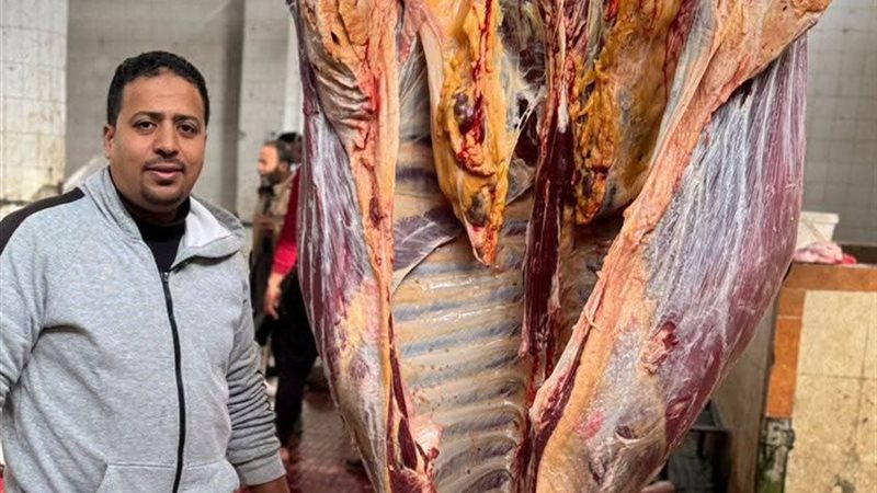 إعدام بقرة مصابة