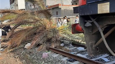 عودة حركة قطارات الإسكندرية لطبيعتها بعد رفع شجرة ضخمه سقطت علي القضبان 