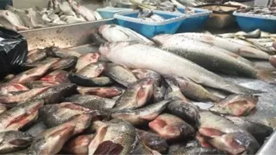  ضبط 1.5 طن أسماك منتهية الصلاحية قبل تداولها بالفيوم