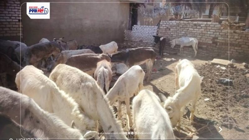 صورة من حظيرة الحمير