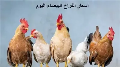 أسعار الفراخ البيضاء اليوم الإثنين 23 مارس 2026.. مفاجأة جديدة بعد الانخفاض