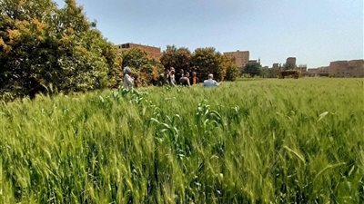 وزارة الزراعة تزيل 21 تعديا وتدعم المزارعين في رابع أيام الإجازة