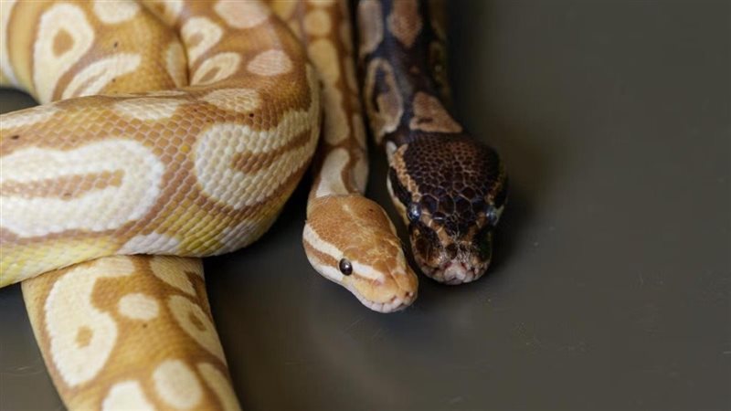 صورة موضوعية