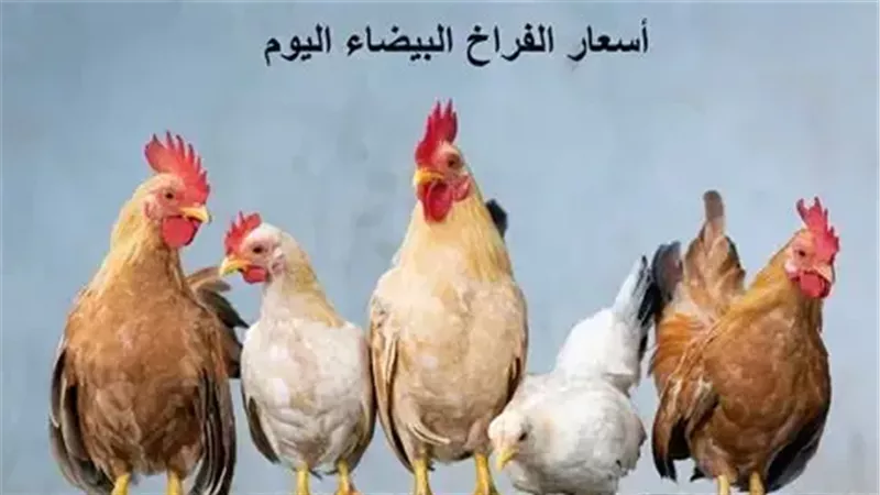 أسعار الفراخ البيضاء