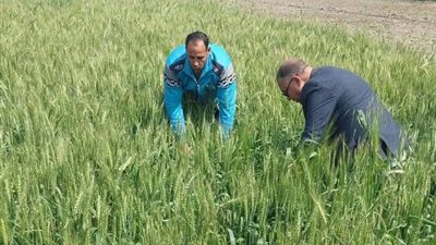 زراعة حوش عيسى تتفقد محصول القمح وتنبة على المزارعين بسرعة العلاج بالمبيدات