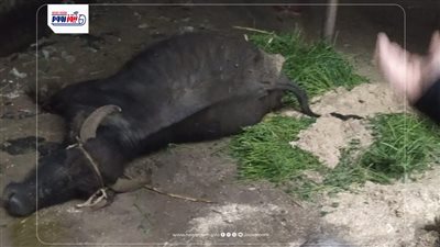 كانت مصدر رزقه الوحيد.. نفوق جاموسة صعقا بالكهرباء بقرية قصر الجبالي في الفيوم