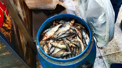 ضبط 160 كجم أسماك غير صالحة للاستهلاك الآدمي وتحرير 214 محضر1 بالمنوفية