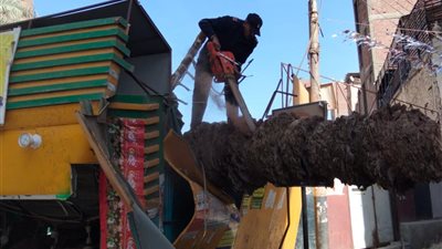 تحطم كشك خضار  وسلع غذائيه إثر سقوط نخلة بسبب الرياح في أسيوط
