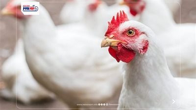 هل ارتفعت أسعار الفراخ اليوم؟ مفاجآت جديدة في بورصة الدواجن