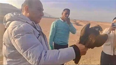 إعادة إطلاق 10 صقور نادرة إلى الطبيعة بعد إنقاذها من التجارة غير الشرعية