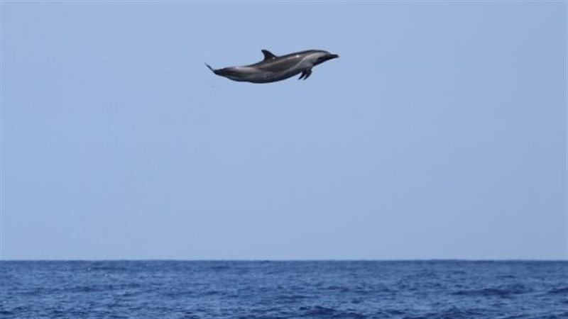 صورة موضوعية