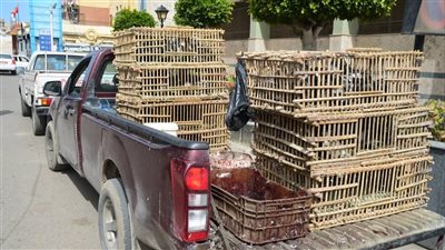 ضبط سيارتين لبيع وذبح الطيور الحية ومنظفات صناعية مجهولة المصدر ببورفؤاد