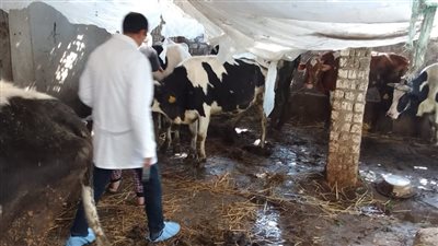 محافظ الغربية يتابع حملة تحصين الماشية ضد الجلد العقدي وجدري الأغنام