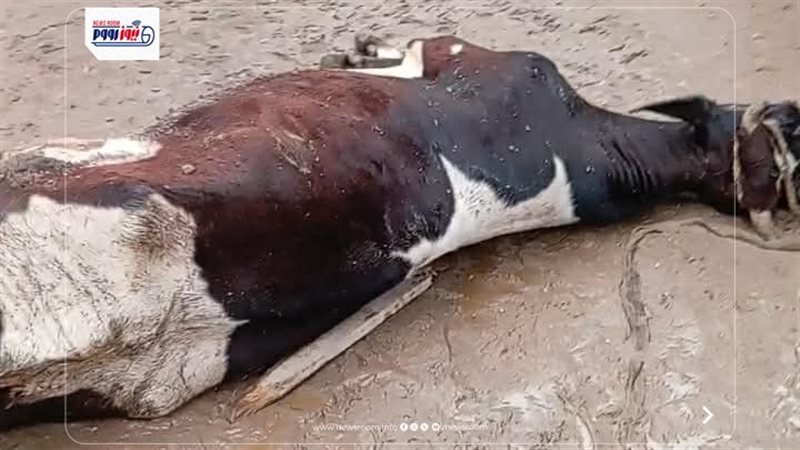 نفوق بقرة بسبب الأمطار