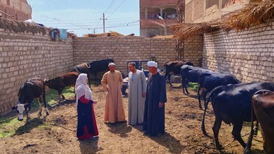 محافظ أسيوط: تحصين أكثر من 32 ألف رأس ماشية في الحملة القومية ضد الجلد العقدي