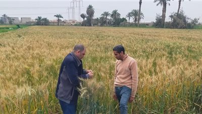 الزراعة تشدد الرقابة.. متابعة ميدانية لصرف الأسمدة وضمان وصول الدعم لمستحقيه