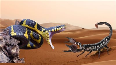 بعد العواصف.. رئيس قسم الحشرات يحذر من العقارب والثعابين في المناطق السكنية