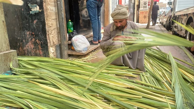 زعف الخوص تصوير ريهام