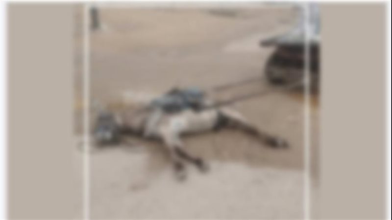 نفوق حمار بصعق كهربائي